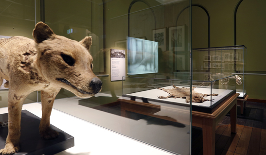 Exhibitions_-_Thylacine