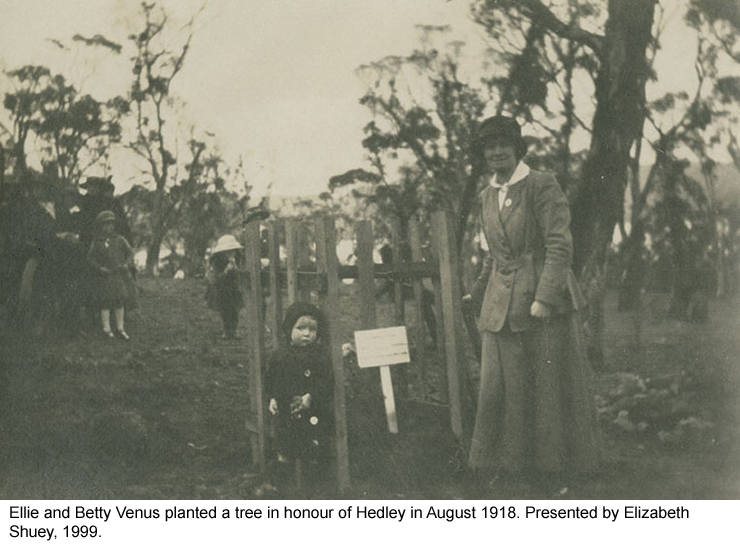 Ellie and Betty Venus planted a tree in honour of Hedley in August 1918.