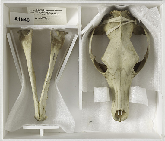 The top of the last thylacine's skull