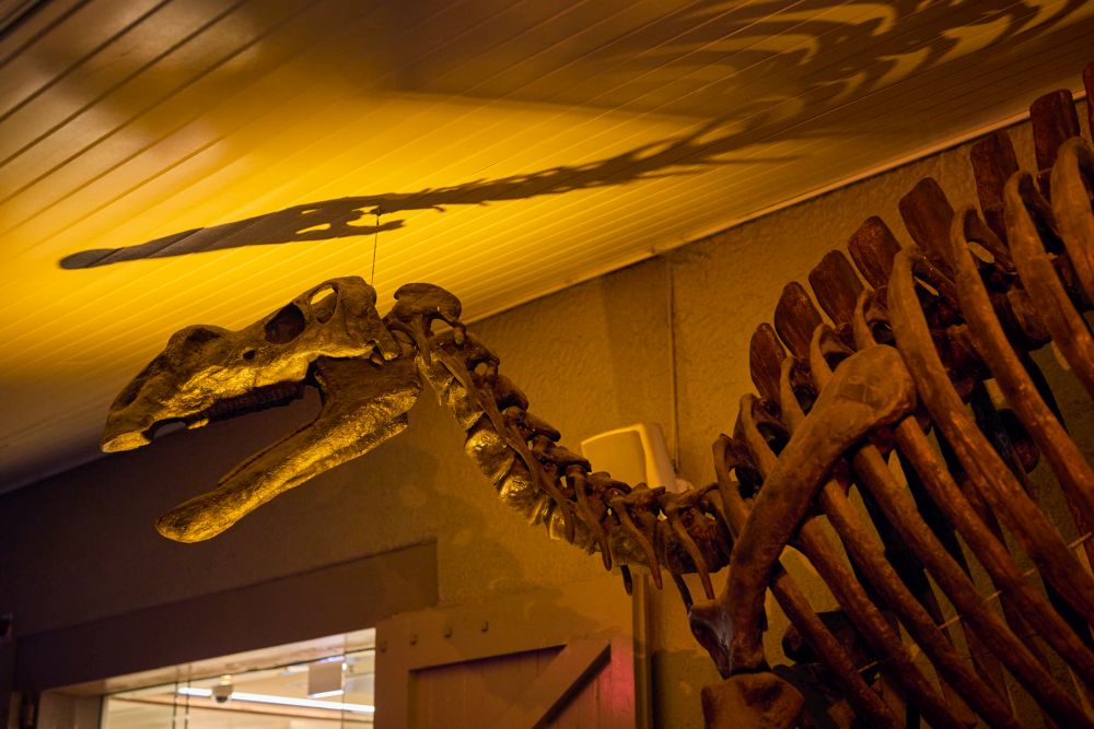 dinosaur skeleton