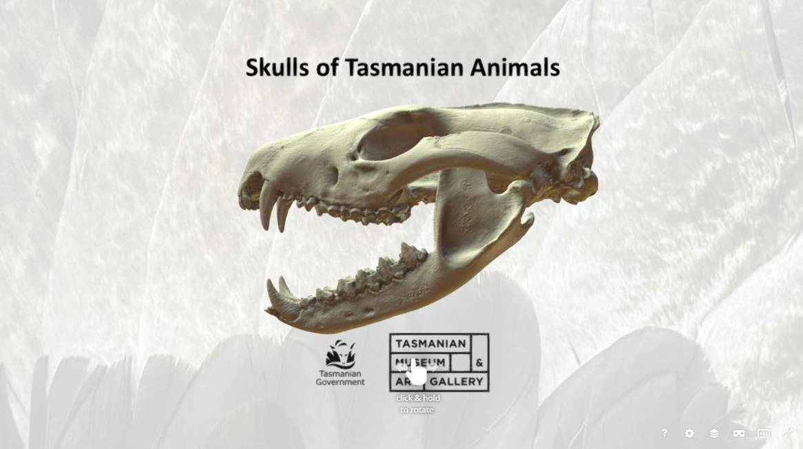 Spotted-tailed quoll skull 3D Model