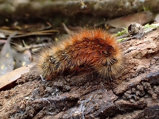 A furry caterpillar crawling on a log