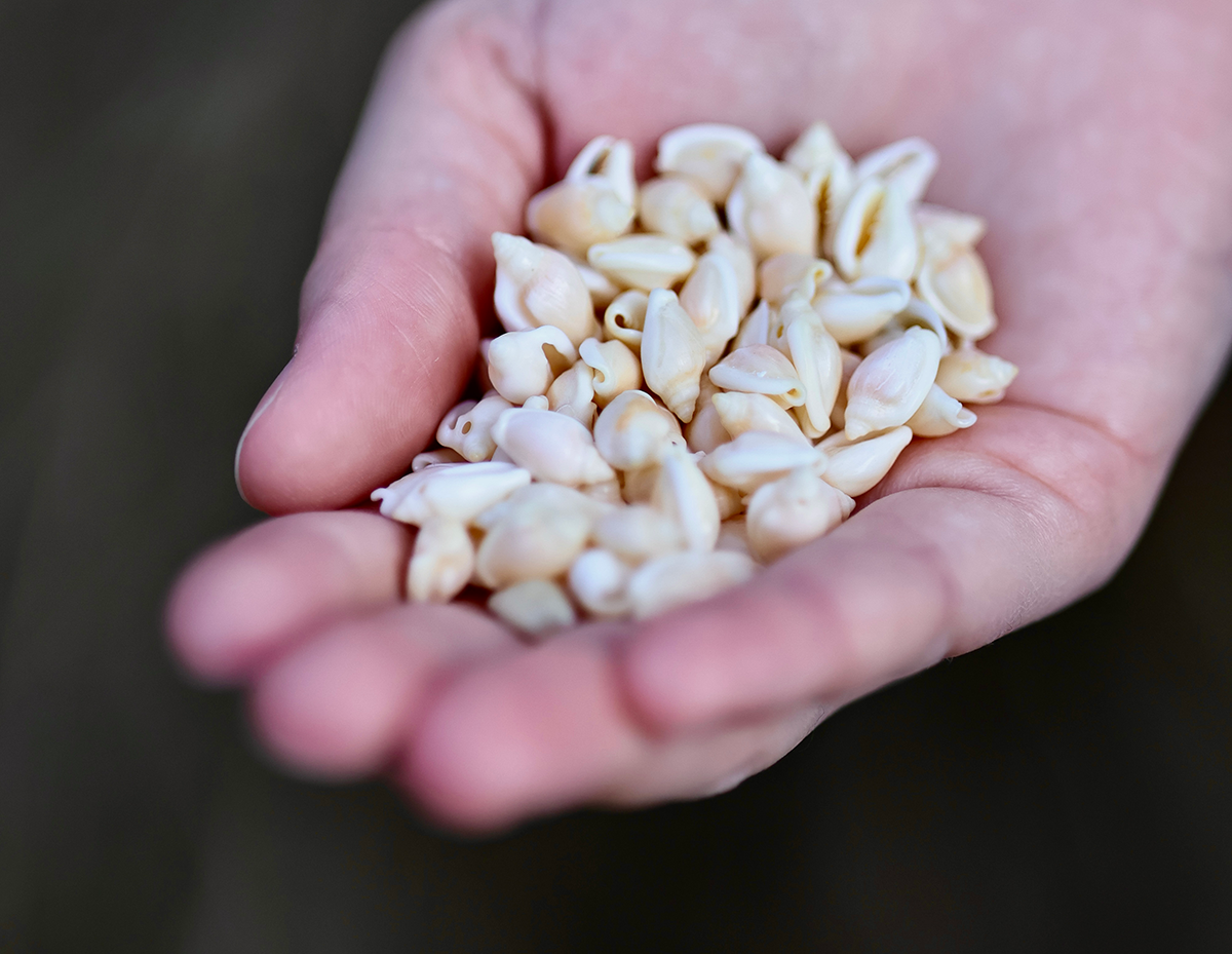 Handful of small white seashells held gently in open palms.