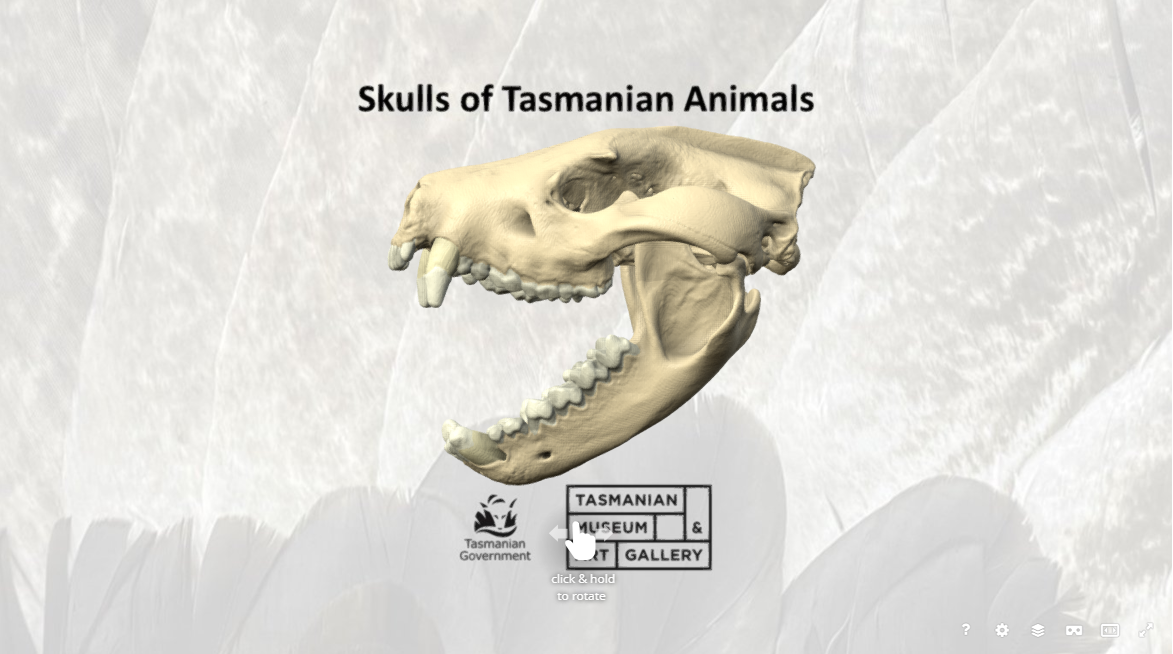 Tasmanian devil skull 3D Model