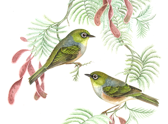 Painting of two silvereye birds sitting on green branches