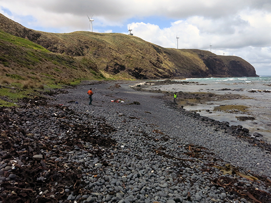 Miguel de Salas and Matthew Baker survey the foreshore beneath the giant turbines of Bluff Point, Woolnorth