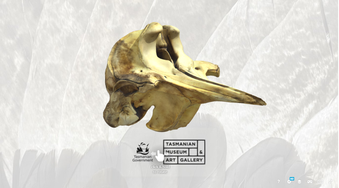 Hector's beaked whale skull 3D Model