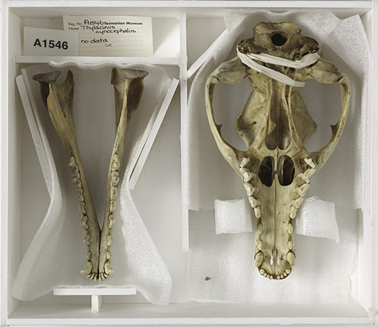 The bottom of the last thylacine's skull