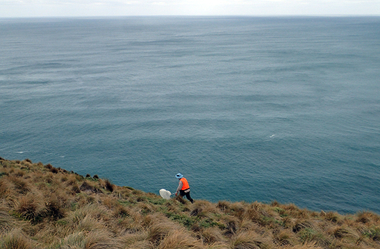 Simon Grove sweep-netting for insects among cliff-top tussock-grassland