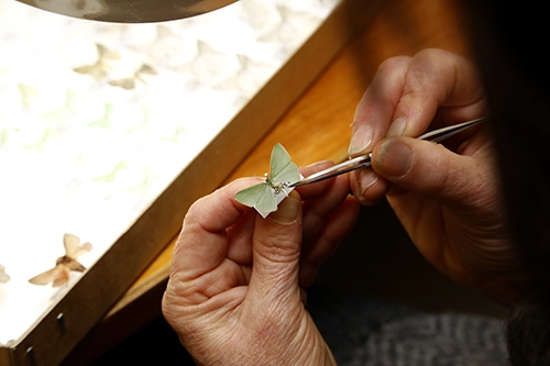 Close-up of hands using tweezers to label a small pale green moth specimen, suggesting museum collection or scientific cataloguing work.