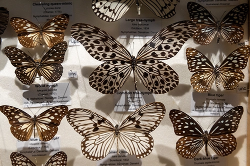 Pinned butterfly specimens with species labels on display.