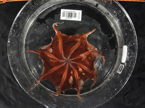 Red octopus specimen displayed in a clear dish, viewed from above.