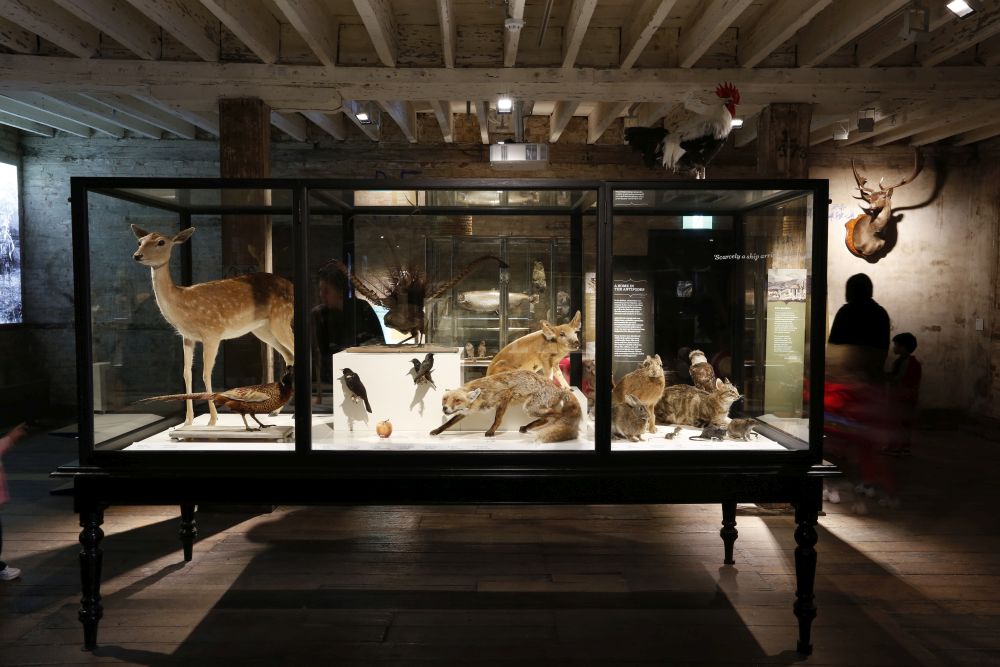 museum display cabinet