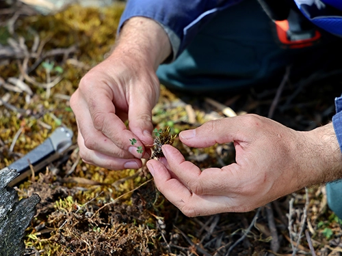 Hands examining a small plant specimen in a forest setting.