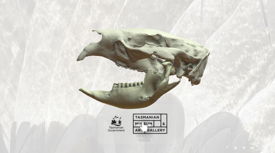 Common wombat skull 3D Model