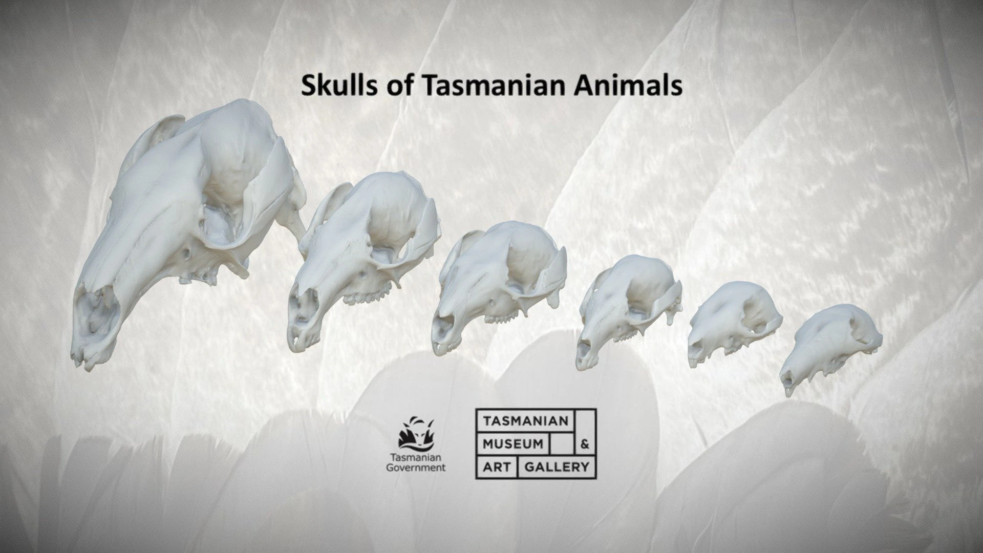 Tasmania’s kangaroos and wallabies skulls 3D Model