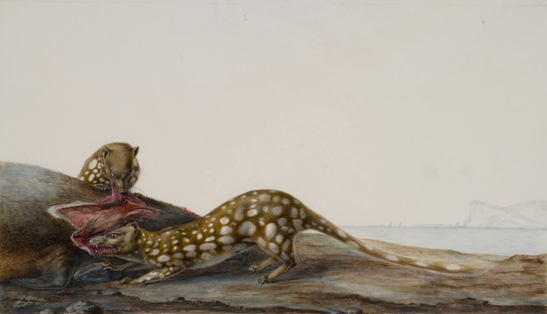 Quolls