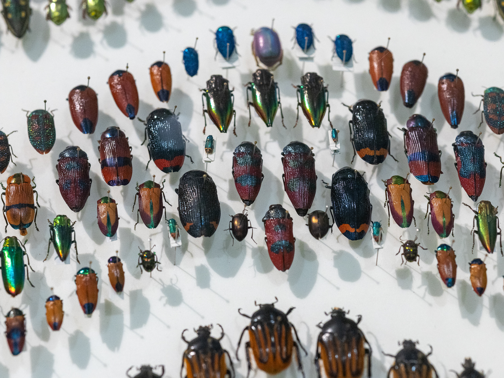 Collection of pinned beetle specimens arranged on a display board.