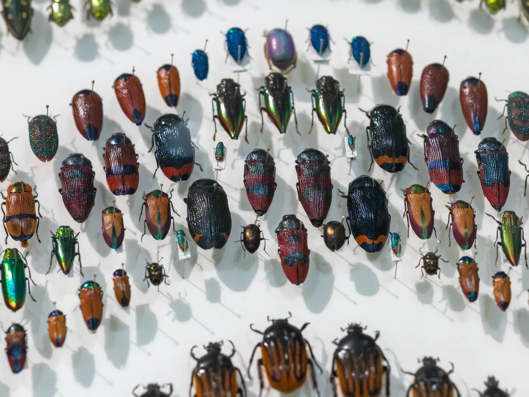 Collection of pinned beetle specimens arranged on a display board.