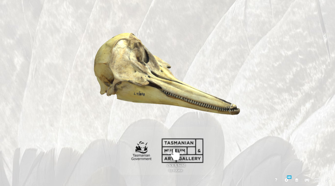 Pantropical spotted dolphin skull 3D Model