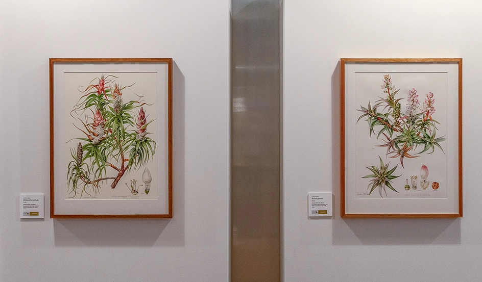Illustrations of plants in wooden frame on white wall