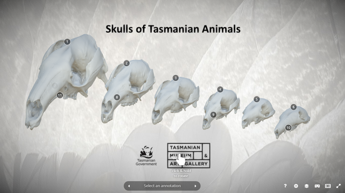 Tasmania’s kangaroos and wallabies skulls 3D Model