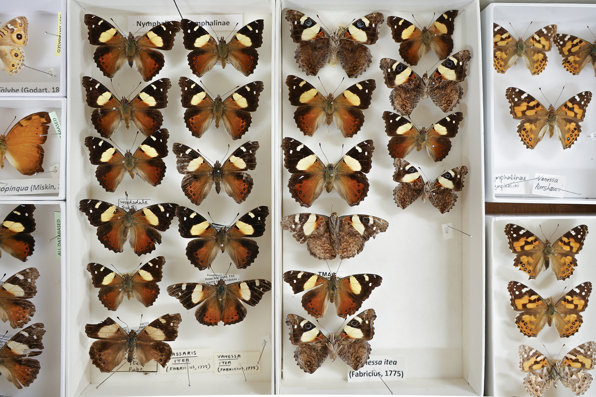 butterflies