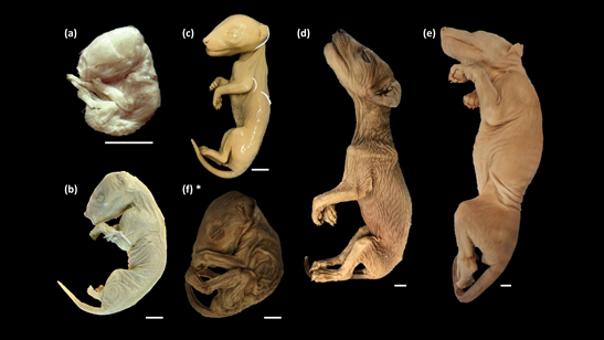 Thylacine specimens