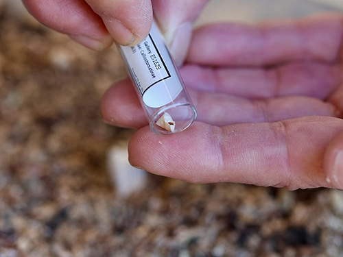 Tiny seashell specimen held in a labelled vial between fingers.