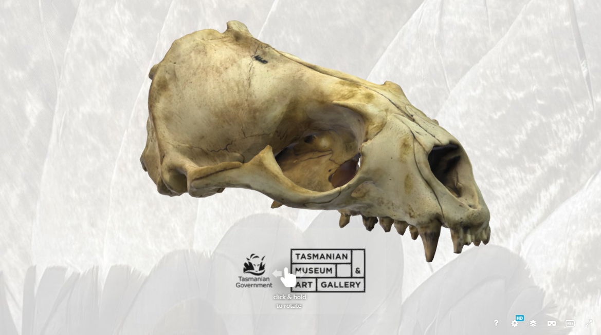 Australian fur seal skull 3D Model