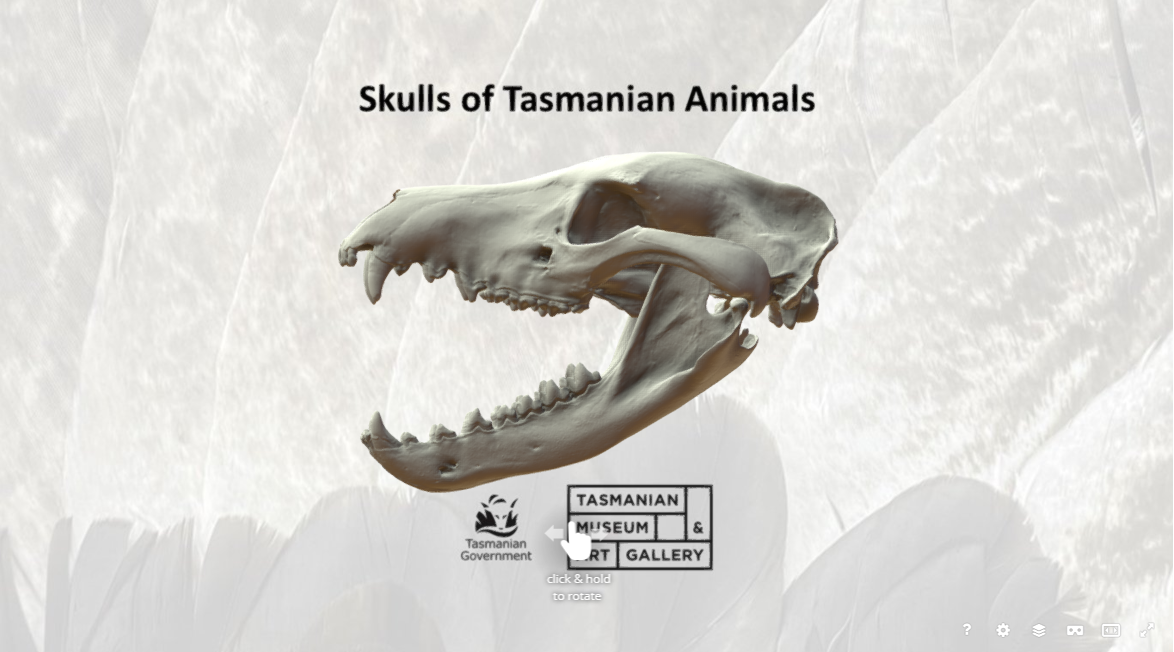 thylacine skull