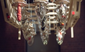 Mish and Tricky photo