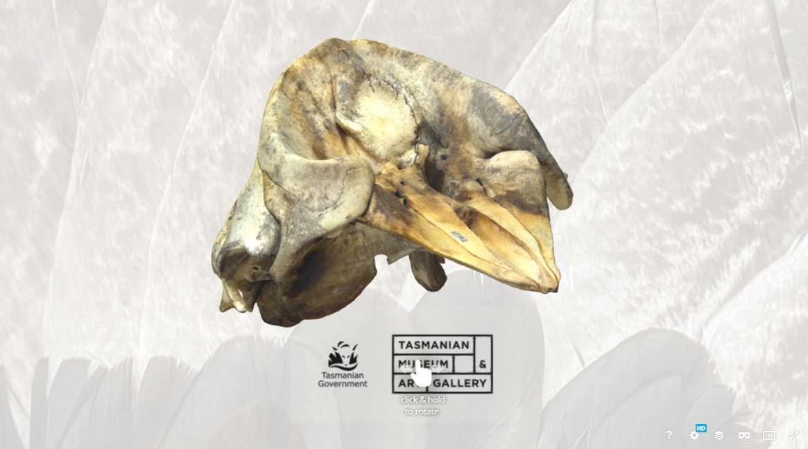 Pygmy sperm whale skull 3D Model