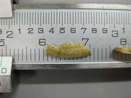 The_lower_jaw_of_a_Dusky_Antechinus_that_was_retrieved_from_the_stomach_of_a_feral_cat_-_web_copy