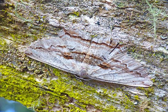 A bark moth sits on a log with its wings outstretched