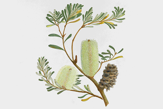 Banksia