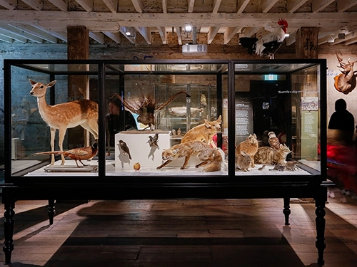 Glass display case featuring taxidermy animals in a museum exhibit.