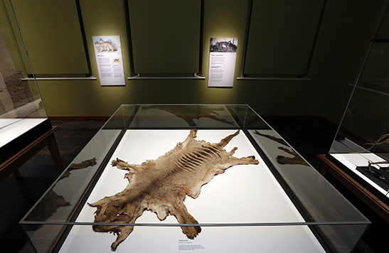 Thylacine pelt in display case